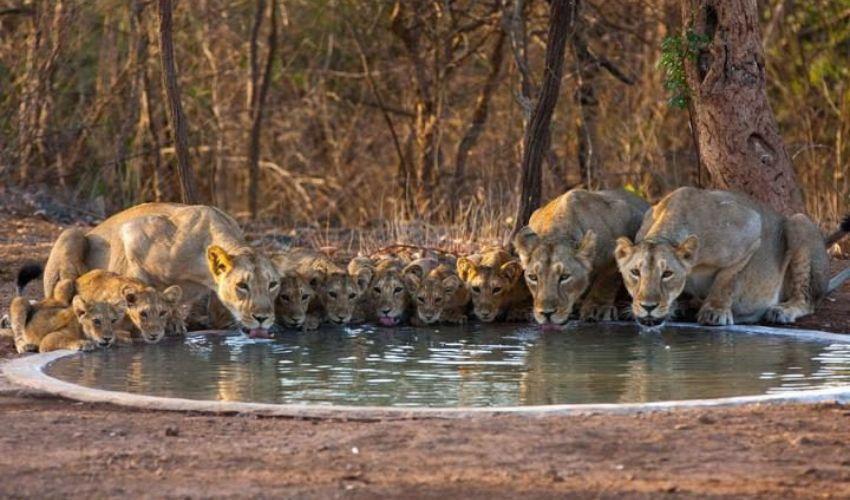 Ahmedabad to Girnar Distance: Road Trip Guide, Travel Tips